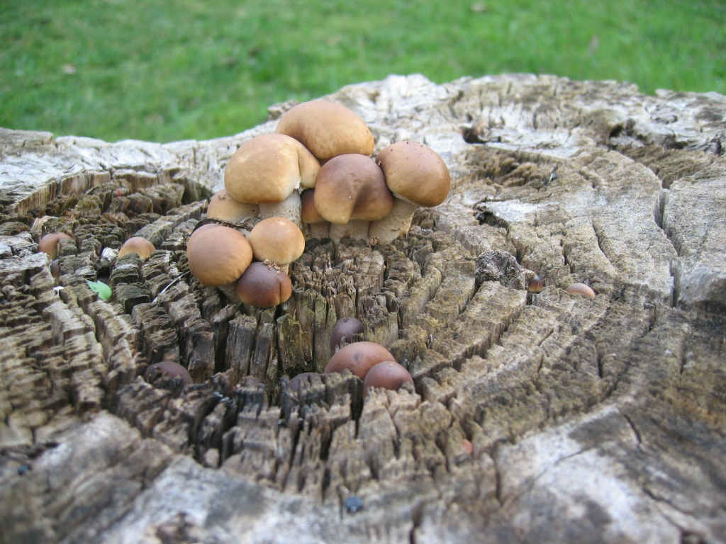 I Funghi primaverili: Agrocybe aegerita